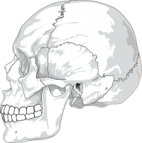 頭皮が硬いのは頭蓋骨が原因！ハゲないための頭皮伸ばしマッサージの方法とは？
