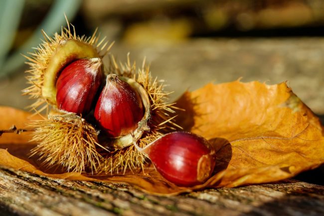 秋の味覚”栗”に育毛効果はウソ！？食べる前に知っておきたい注意点